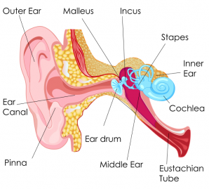 ear-diagram